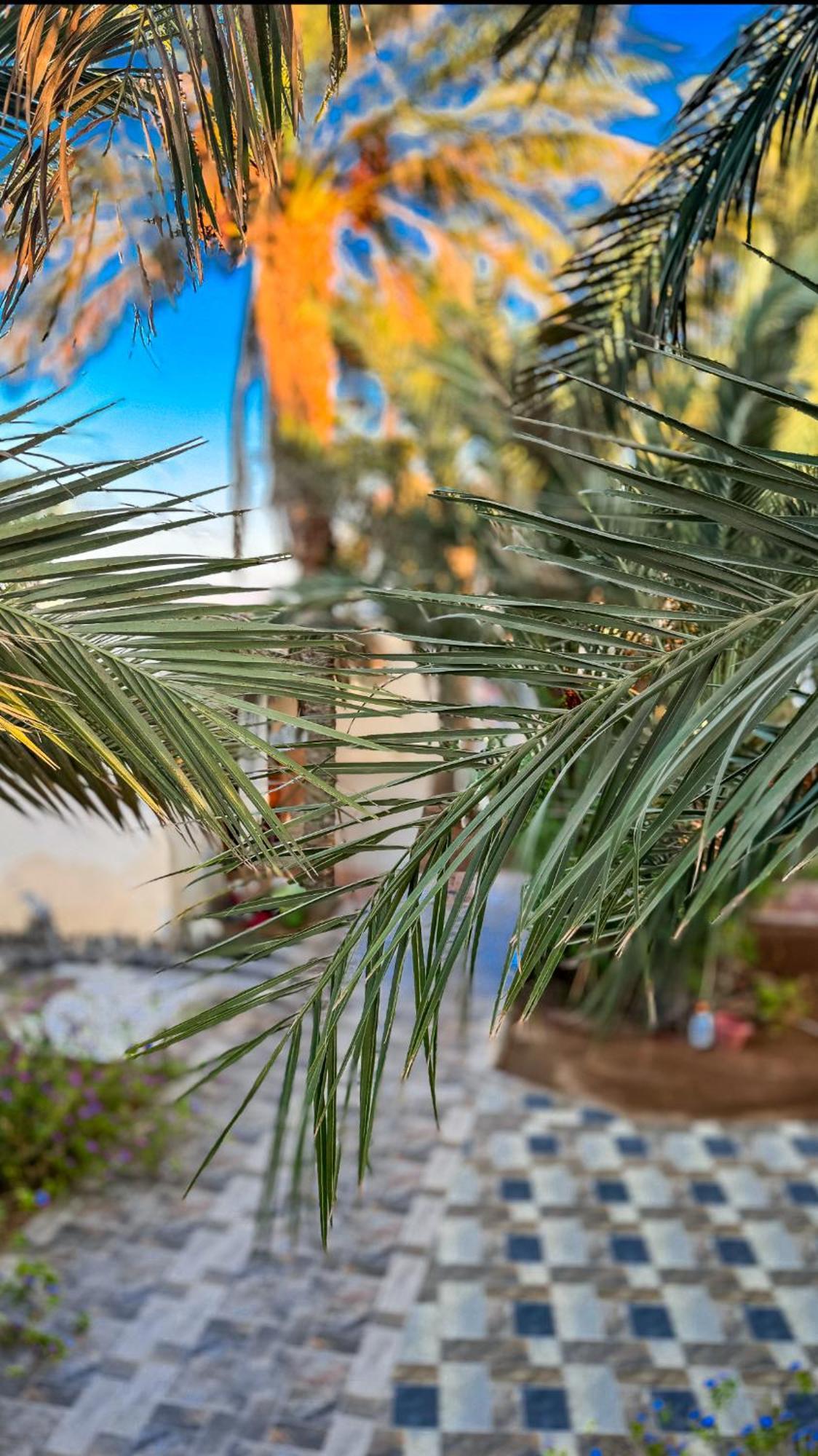 מלון Miramar Camp דהב מראה חיצוני תמונה