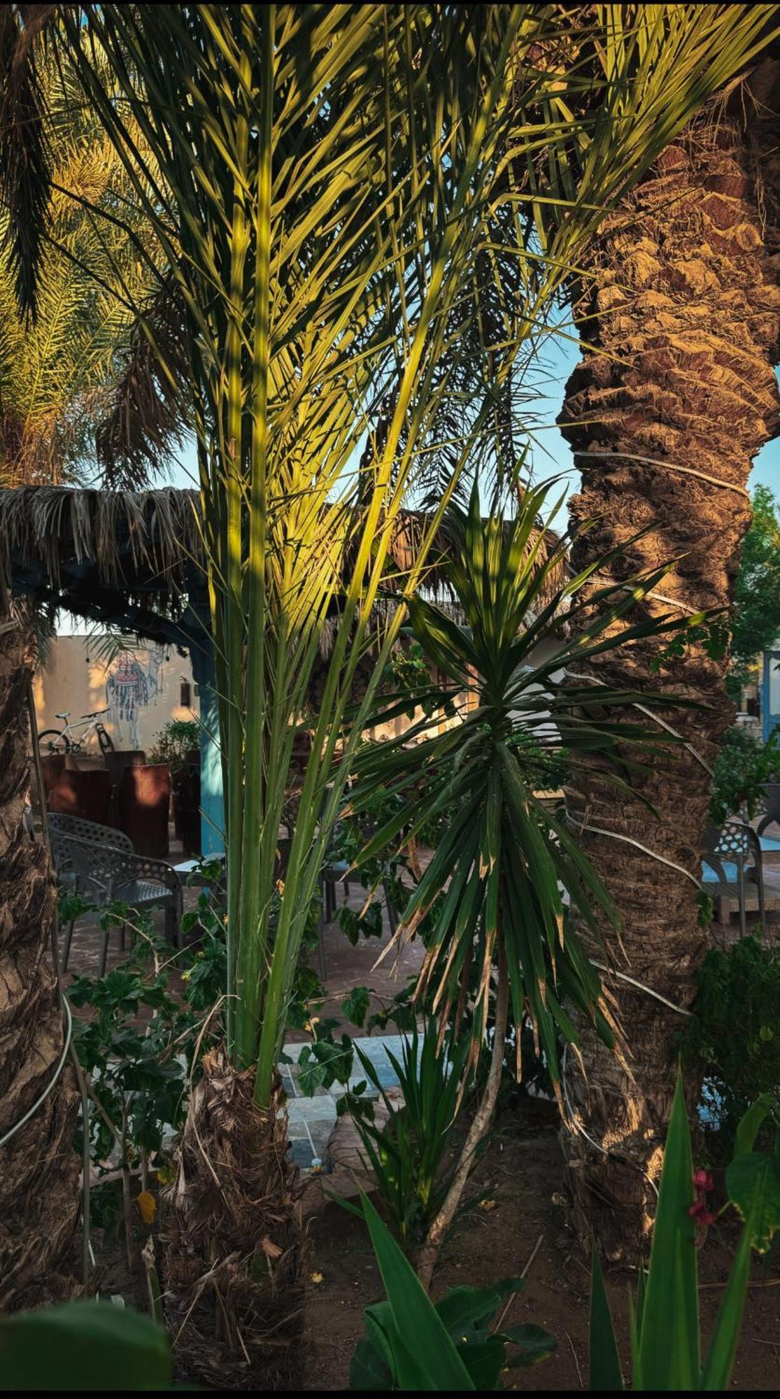 מלון Miramar Camp דהב מראה חיצוני תמונה